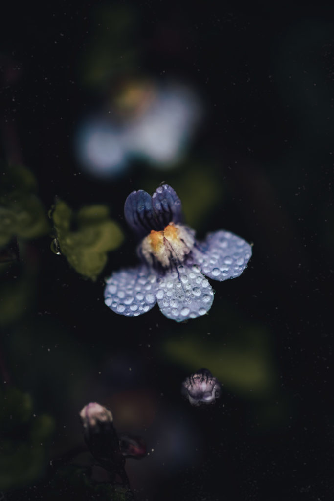 Fleurs sous la pluie